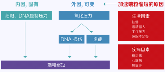 科普 什么是端粒检测 和润诊所